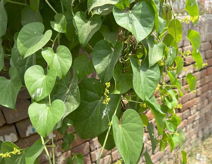 Plant with Male inflorescences